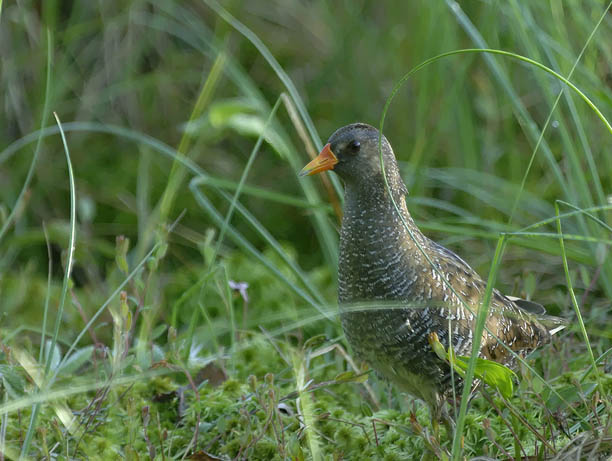 Luhtahuitti, Spotted Crake, Porzana porzana